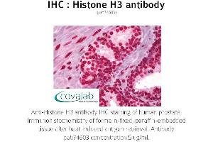 Image no. 1 for anti-Histone 3 (H3) antibody (ABIN1735464) (Histone 3 Antikörper)