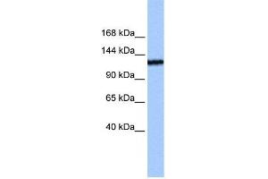 TEX2 antibody used at 0. (TEX2 Antikörper  (N-Term))