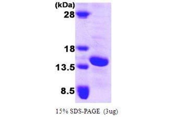 FABP5 Protein (AA 1-135)