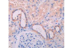 IHC-P analysis of kidney tissue, with DAB staining. (IL3RA Antikörper  (AA 19-157))