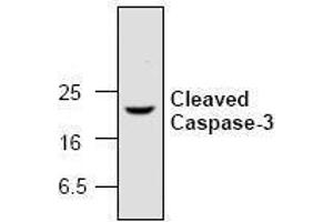 Image no. 1 for anti-Caspase 3 (CASP3) (active), (Cleavage Site), (N-Term) antibody (ABIN126957) (Caspase 3 Antikörper  (active, Cleavage Site, N-Term))