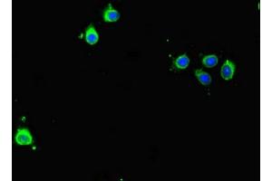 Immunofluorescent analysis of Hela cells using ABIN7145207 at dilution of 1:100 and Alexa Fluor 488-congugated AffiniPure Goat Anti-Rabbit IgG(H+L) (Survivin Antikörper  (AA 1-130))