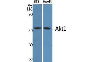 Western Blot (WB) analysis of 3T3, HuvEc cells using Akt1 Polyclonal Antibody. (AKT1 Antikörper  (Ser134))