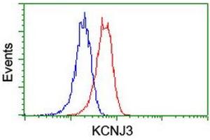 Image no. 2 for anti-Potassium Inwardly-Rectifying Channel, Subfamily J, Member 3 (KCNJ3) (AA 279-501) antibody (ABIN1491313) (KCNJ3 Antikörper  (AA 279-501))
