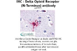 Image no. 1 for anti-Opioid Receptor, delta 1 (OPRD1) (Extracellular Domain), (N-Term) antibody (ABIN1733583) (OPRD1 Antikörper  (Extracellular Domain, N-Term))