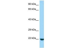 Host: Rabbit Target Name: Rasl10a Antibody Dilution: 1. (RASL10A Antikörper  (N-Term))