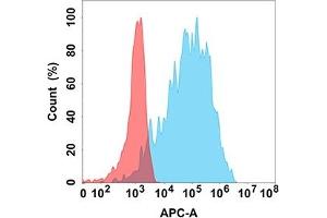 Flow cytometry analysis with Anti-FAP (DM154) on Expi293 cells transfected with human FAP (Blue histogram) or Expi293 transfected with irrelevant protein (Red histogram). (FAP Antikörper  (AA 30-760))