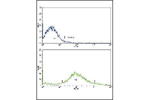 Flow cytometric analysis of NCI-H292 cells using FZD1 Antibody (bottom histogram) compared to a negative control cell (top histogram). (FZD1 Antikörper  (AA 367-396))