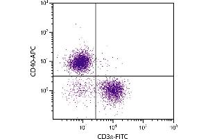 BALB/c mouse splenocytes were stained with Rat Anti-Mouse CD40-APC. (CD40 Antikörper  (APC))