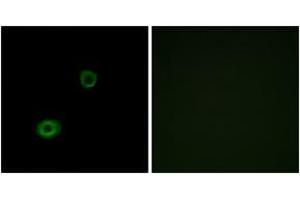 Immunofluorescence analysis of A549 cells, using MRGX4 Antibody. (MRGPRX4 Antikörper  (AA 271-320))