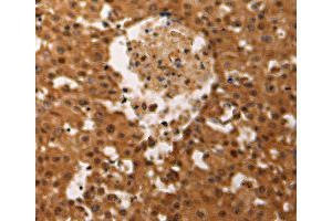 Immunohistochemistry (IHC) image for anti-Jun D Proto-Oncogene (JUND) antibody (ABIN2431163) (JunD Antikörper)