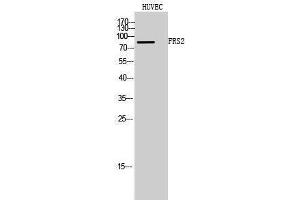 Western Blotting (WB) image for anti-Fibroblast Growth Factor Receptor Substrate 2 (FRS2) (Tyr580) antibody (ABIN3175165) (FRS2 Antikörper  (Tyr580))