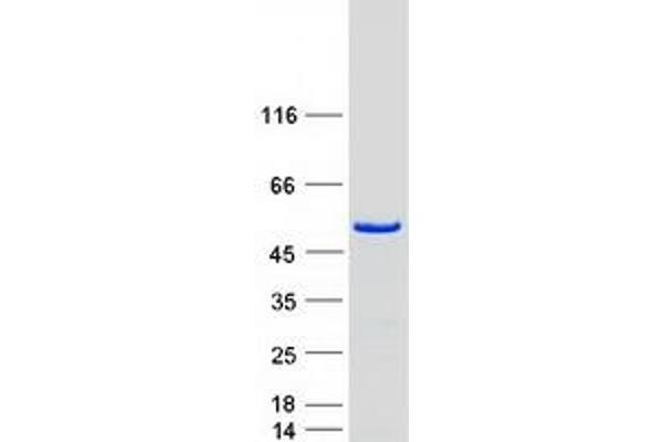 EIF2S2 Protein (Myc-DYKDDDDK Tag)