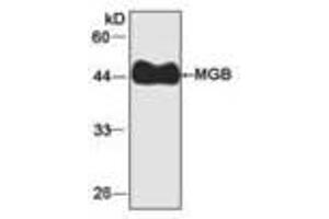 Image no. 1 for anti-Myoglobin (MB) antibody (ABIN791535) (Myoglobin Antikörper)