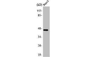 Western Blot analysis of BxPc3 cells using AR-β2 Polyclonal Antibody (beta 2 Adrenergic Receptor Antikörper)