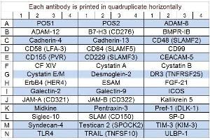 Image no. 1 for Human Cytokine Array Q10 (ABIN4956043) (Human Cytokine Array Q10)