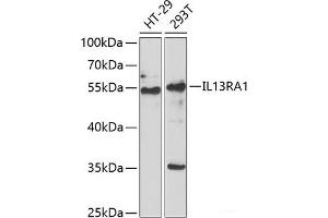 Western blot analysis of extracts of various cell lines using IL13RA1 Polyclonal Antibody at dilution of 1:1000. (IL13 Receptor alpha 1 Antikörper)