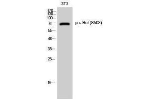 Western Blotting (WB) image for anti-REL proto-oncogene (c-Rel) (pSer503) antibody (ABIN3173354) (c-Rel Antikörper  (pSer503))
