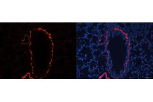 Immunofluorescence analysis of rat lung using ACTA2 antibody. (Smooth Muscle Actin Antikörper)