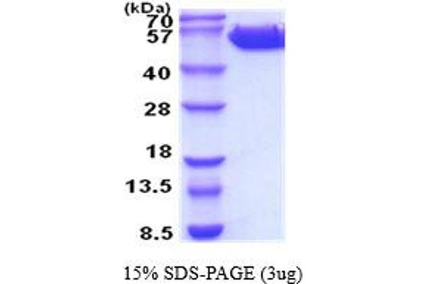 CD131 Protein (AA 17-443) (His tag)