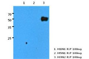 Image no. 1 for anti-Influenza A Virus H3N2 antibody (Influenza A Virus H2N2) (AA 17-345) (ABIN1107473) (Influenza A Virus H3N2 Antikörper  (AA 17-345))