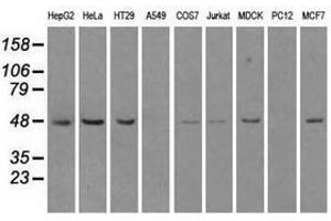 Image no. 1 for anti-LEM Domain Containing 3 (LEMD3) antibody (ABIN1499117) (LEMD3 Antikörper)