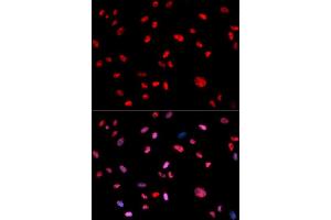 Immunofluorescence (IF) image for anti-Jun Proto-Oncogene (JUN) (pThr239) antibody (ABIN1870293) (C-JUN Antikörper  (pThr239))