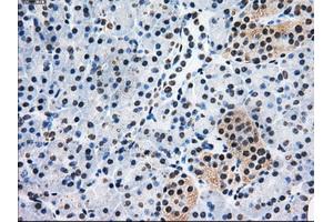 Immunohistochemical staining of paraffin-embedded Kidney tissue using anti-PSMD10mouse monoclonal antibody. (PSMD10 Antikörper)