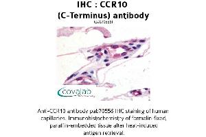 Image no. 1 for anti-Chemokine (C-C Motif) Receptor 10 (CCR10) (C-Term) antibody (ABIN1732758) (CCR10 Antikörper  (C-Term))