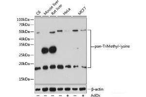 Western blot analysis of extracts of various cell lines using pan-TriMethyl-lysine Polyclonal Antibody at dilution of 1:500. (Trimethylated Lysine Antikörper)