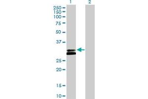 Western Blot analysis of RNASEH2A expression in transfected 293T cell line by RNASEH2A MaxPab polyclonal antibody. (RNASEH2A Antikörper  (AA 1-299))
