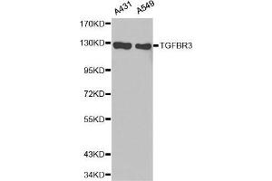 Western Blotting (WB) image for anti-Transforming Growth Factor, beta Receptor III (TGFBR3) (AA 140-340) antibody (ABIN6213905) (TGFBR3 Antikörper  (AA 140-340))