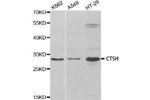 Western Blotting (WB) image for anti-Cathepsin H (CTSH) antibody (ABIN1876556) (Cathepsin H Antikörper)