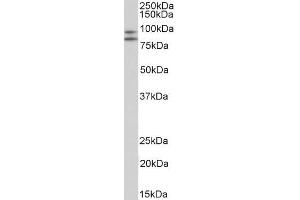 ABIN1049505 (2µg/ml) staining of Peripheral Blood Lymphocytes lysate (35µg protein in RIPA buffer). (CD34 Antikörper  (C-Term))