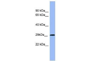 RAB5A antibody used at 1 ug/ml to detect target protein. (RAB5 Antikörper  (Middle Region))