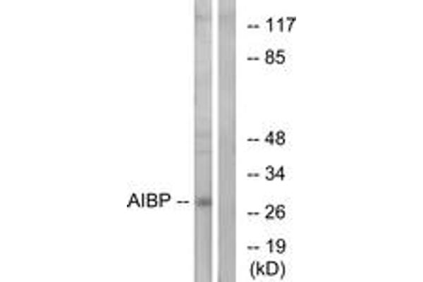 APOA1BP Antikörper  (AA 121-170)