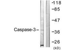 Western Blotting (WB) image for anti-Caspase 3 (CASP3) (AA 116-165) antibody (ABIN2888792) (Caspase 3 Antikörper  (AA 116-165))