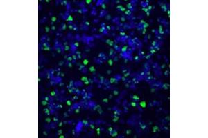 HL60 cells treated with DMSO and Calcimycin. (Histone 3 Antikörper  (ciArg2, ciArg8, ciArg17))