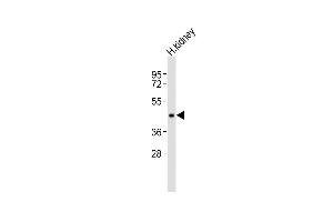 Anti-INA Antibody (C-term)at 1:1000 dilution + human kidney lysates Lysates/proteins at 20 μg per lane. (INPP5A Antikörper  (C-Term))