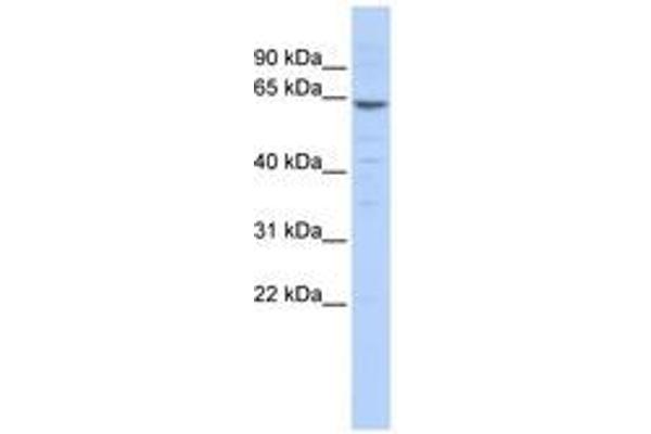 ZNF192 Antikörper  (N-Term)