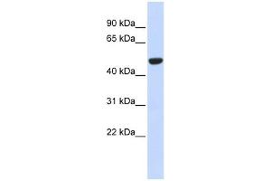 IDH2 antibody used at 1 ug/ml to detect target protein. (IDH2 Antikörper)