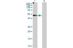 Western Blot analysis of EFEMP2 expression in transfected 293T cell line by EFEMP2 MaxPab polyclonal antibody. (FBLN4 Antikörper  (AA 1-443))