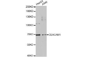 Western blot analysis of extracts of various cell lines, using CEACAM1 antibody (ABIN5970851) at 1/1000 dilution. (CEACAM1 Antikörper)