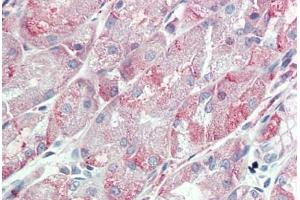 Anti-ITGA6 / CD49f antibody  ABIN1048976 IHC staining of human stomach. (ITGA6 Antikörper  (Internal Region))