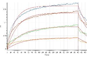 Loaded Human IL-3RA-Fc-Avi on Protein A Biosensor, can bind Human IL-3 with an affinity constant of 3. (IL-3 Protein (His tag))