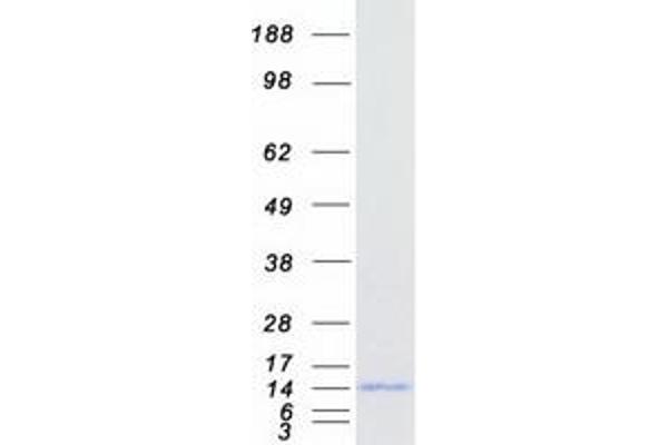 BANF1 Protein (Transcript Variant 1) (Myc-DYKDDDDK Tag)