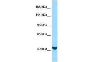Western Blotting (WB) image for anti-FERM and PDZ Domain Containing 2 (FRMPD2) (N-Term) antibody (ABIN2437085) (FRMPD2 Antikörper  (N-Term))