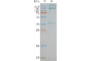 F4/80 Protein