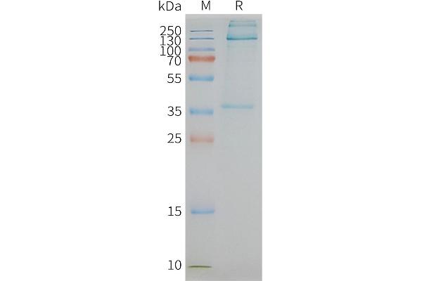 F4/80 Protein