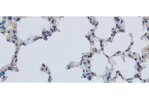 Immunohistochemistry of paraffin-embedded Mouse lung using MMP1 Polyclonal Antibody at dilution of 1:50 (MMP1 Antikörper)